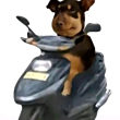 ͷ