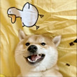 ͷ