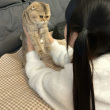 ͷ��