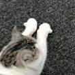 ͷ