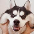 ͷ