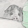 ͷ