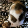 ͷ