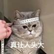 ͷ