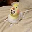ͷ