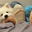 ͷ