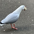 ͷ