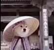 柴犬不想做文盲