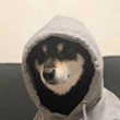 ͷ