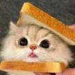 ͷ��