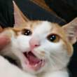 ͷ