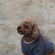 ͷ