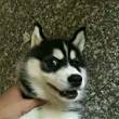 ͷ