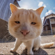 ͷ��