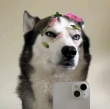 ͷ��