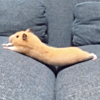 ͷ