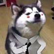 ͷ
