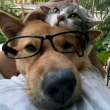 ͷ��