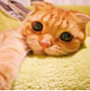 ͷ