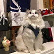ͷ