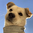 ͷ