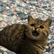 ͷ
