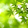 q清风拂面p