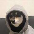ͷ
