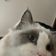ͷ