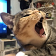 ͷ