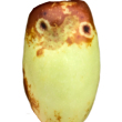 ͷ