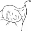 ͷ