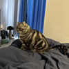 ͷ
