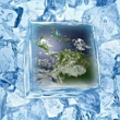 ͷ