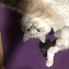 ͷ