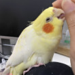 ͷ