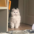 ͷ