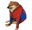 ͷ