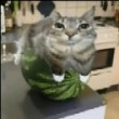 ͷ��