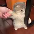 ͷ