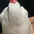 ͷ