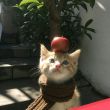 ͷ��