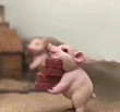 ͷ