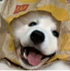 ͷ