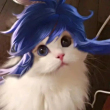 ͷ