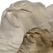 ͷ