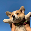 ͷ