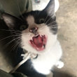 ͷ