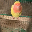 ͷ