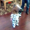 ͷ